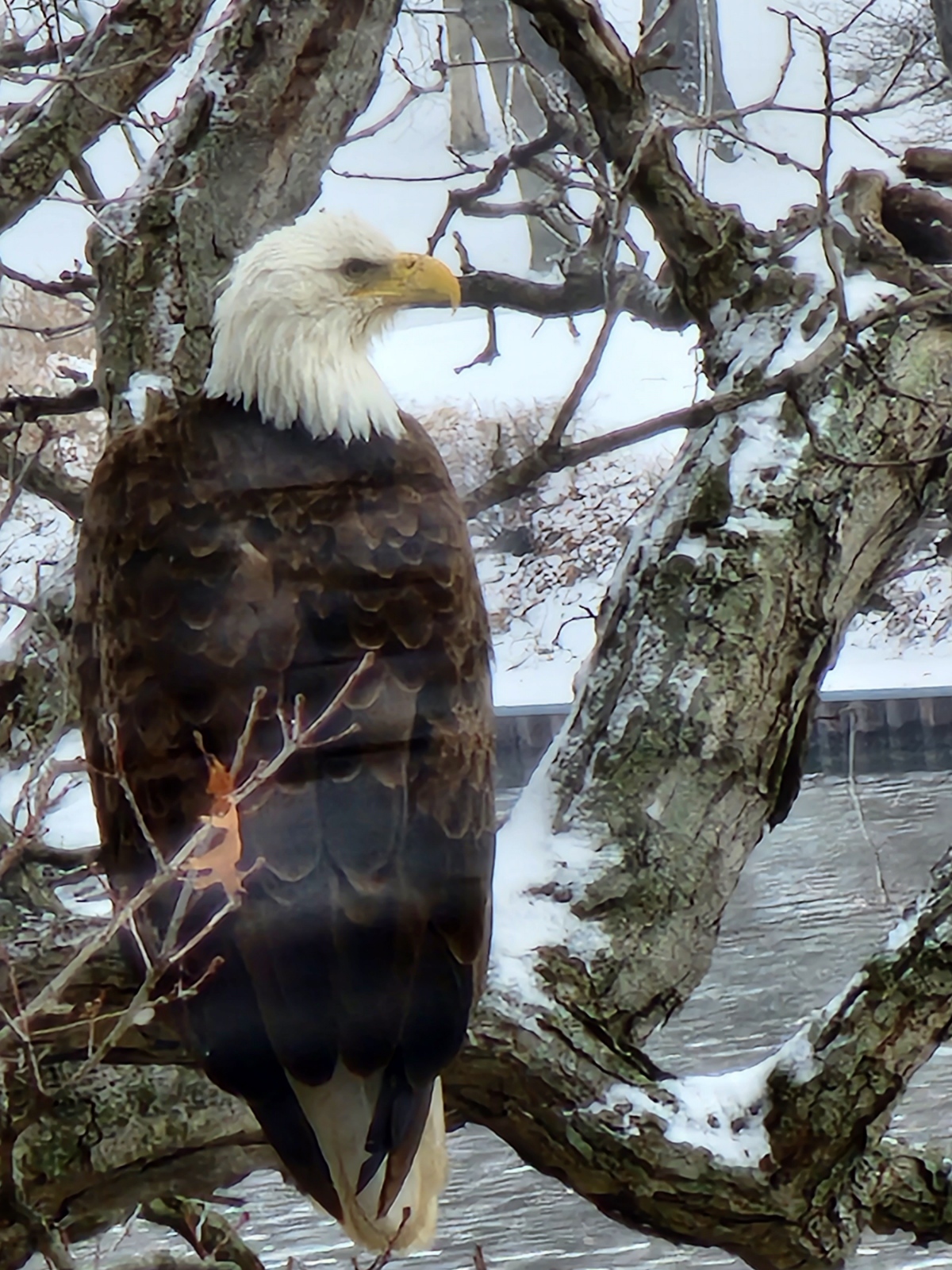 Lake Freeman Bald Eagle