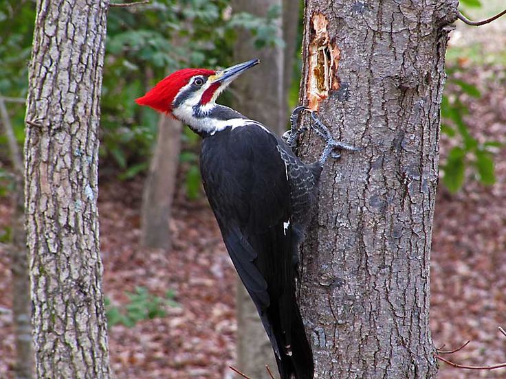 Pileated-woodpecker