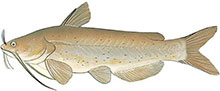 channelCatfish